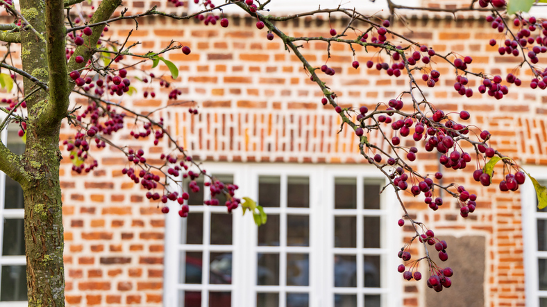 Murstens-hus-blomster